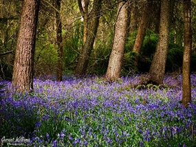 Customer Photo of Bluebell Woodlands Photography Workshops Warwickshire